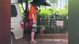 Wholesome scene as man shelters stray cat with umbrella during downpour in China
