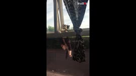 Hilarious moment kitty struggles to get in through open window