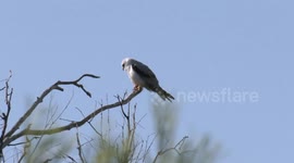 Even birds throw up if they have a stomach upset – a Black-shouldered Kite vomiting