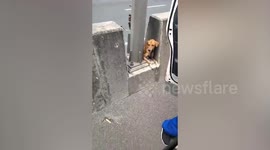 Kind ambulance driver rescues trapped dog on busy highway