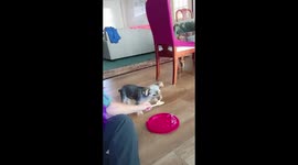 Meet Toby. He loves Ice Cream he is the sweetest puppy he is 4 month