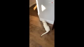 'Twin mom films ACTION-PACKED rescue of a bird trapped in her house
'