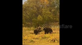 People filmed the game of two brown bears very close, Kurile Lake, Kamchatka