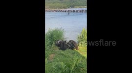 Funny bear cubs frolic on the shores of the Kurile Lake, Kamchatka
