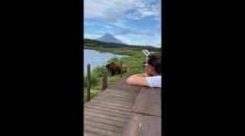 Mother bear walks with cubs very close to people, Kurile Lake, Kamchatka