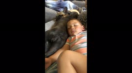 Toddler boy sleeping with two frenchie bulldogs on the couch for nap time