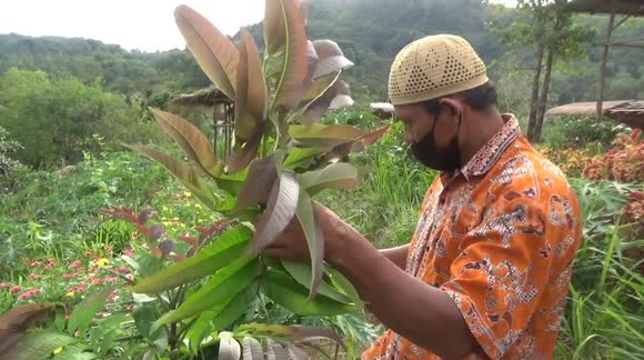 Padang man grows plant being researched as a Covid-19 treatment in Indonesia