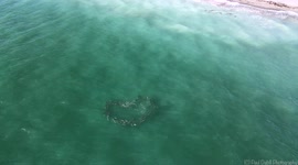 Stunning aerial footage shows fish moving in the shape of a love heart