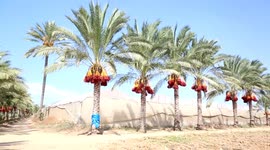 The date harvesting season begins in Gaza
