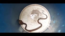 Indian villagers take cobra hostage and call in shaman after it bites a boy