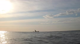 Spectacular view of four humpback whales breaching off Australian coast