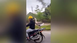 Goose calmly balances on backseat of motorbike speeding along road in China