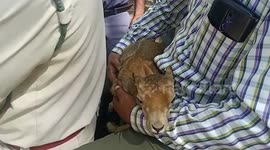 Villagers save fawn from dogs in central India