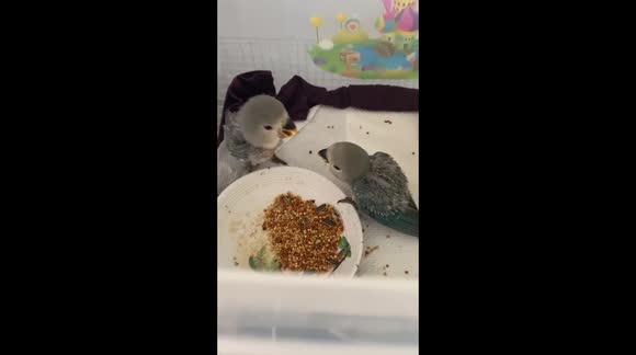 Lovebirds perk up after being told off for fighting each other over food