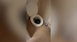 UK woman was shocked to find massive 4ft python in her TOILET