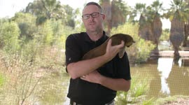 Kinkajous Can Rotate Their Feet 180 Degrees in Order to Climb Down Trees