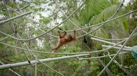 See How an Acrobatic Young Orangutan Has Fun During Playtime