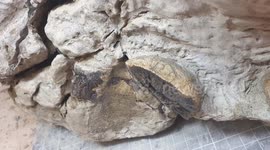 80 million-year-old baby plesiosaur discovered after flood