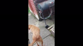 ''We have an incident!' curious puppy gets stuck under a shed'