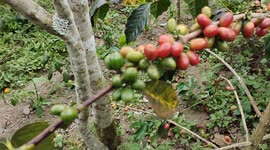 Gayo Coffee Beans on The Tree