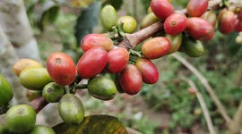 Journey of a Coffee Gayo Tree: Tree Clips