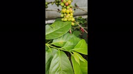 Bean Coffee for Footage