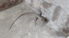 fast motion of lizard watching camera and runs another more jumping in Street