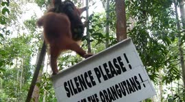 orangutanes en borneo jugando en cartelde no molestar en la selva