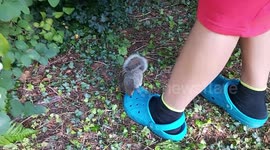 UK family rescue baby squirrel and nurse him back to health