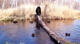 The brown bear showed 