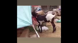Goat funny laugh