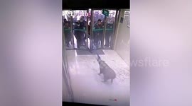 Officials restrain wild boar that broke into bank in northern China