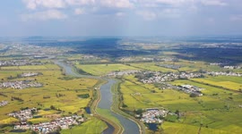 Aerial Footage Of Rice Plants In Nanjing, China