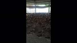 The man called thousands of ducks back to the cage