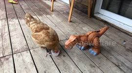 Pet owner uses T-Rex toy to keep hen company after chicken passes away