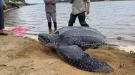Moment 272kg turtle returned to the sea after getting stranded by a river