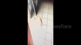 The sad story of a ginger cat who lived in a shop in Gomel, Belarus