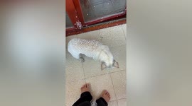 French bulldog covers itself in polystyrene beads after tearing bean bag open and climbing inside