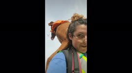 Needy dog always demands to be carried by his dog walker