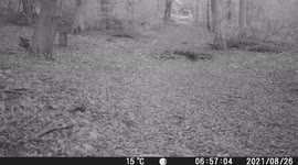 Ruthin, North Wales: 'Black panther' caught on woodland trail camera