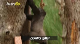 Cuteness Overload! London Zoo’s Gorillas Open Gifts Ahead of Christmas!