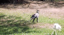 Check Out the Largest and Tallest Raptor on Earth