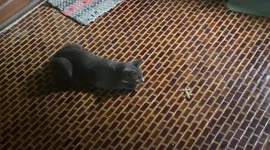 Grey Cat Playing Catch With House Gecko In The Kitchen