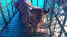 Tiger cub wounded in scuffle with porcupine treated by vets in southern India