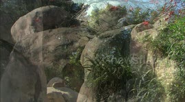 The Furry Animals That Make Their Homes in Kopjes