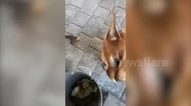 Meet Pumba the domesticated caracal that lives with his owners in Latvia