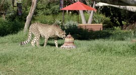 Cheetah Cubs Enjoy a Very Savory Cake on Their First Birthday