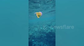 Playful fish sticks its face inside jellyfish in the Philippines