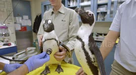 Veterinarians Give Tasmanian Devil 