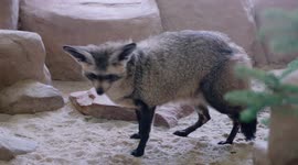 Why Do Bat-Eared Foxes Need Such Big Ears?